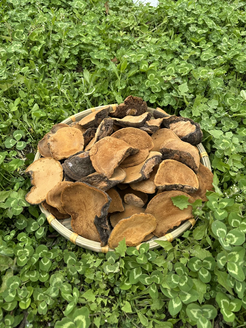 【5-10年份】现收西藏 藏南地区正宗野生桑黄灵芝 直播间现场卖货