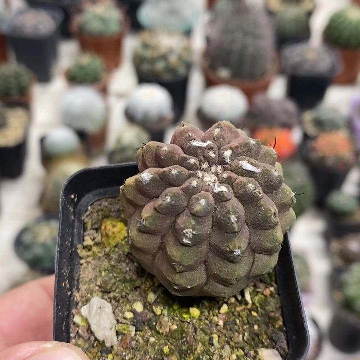蜥蜴皮特价福利包邮