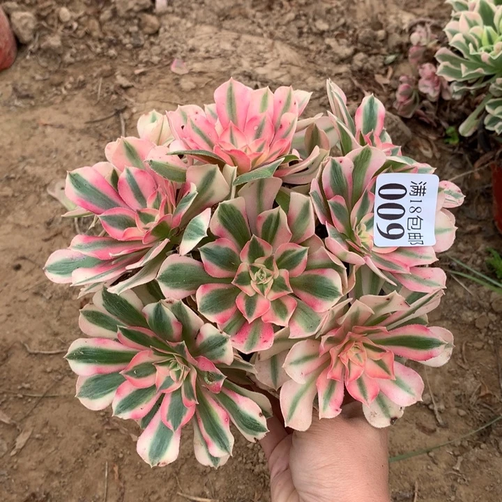 009粉女巫绣球4号