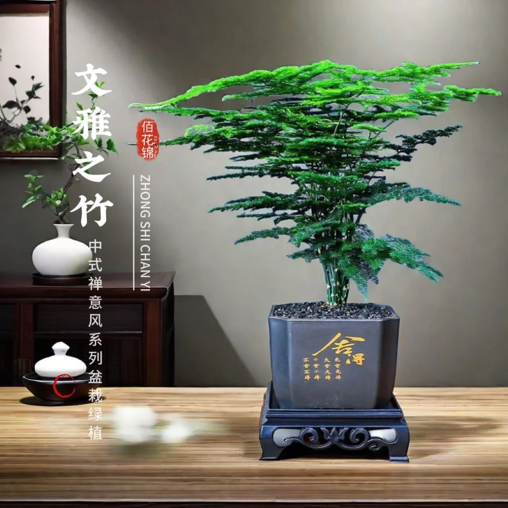 新国风文竹盆栽绿植室内书房桌面客厅植物好养盆景办公室四季常青