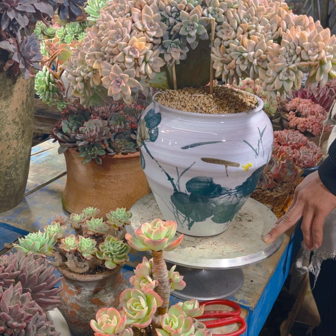 一***伊多肉植物保护研究所所长一