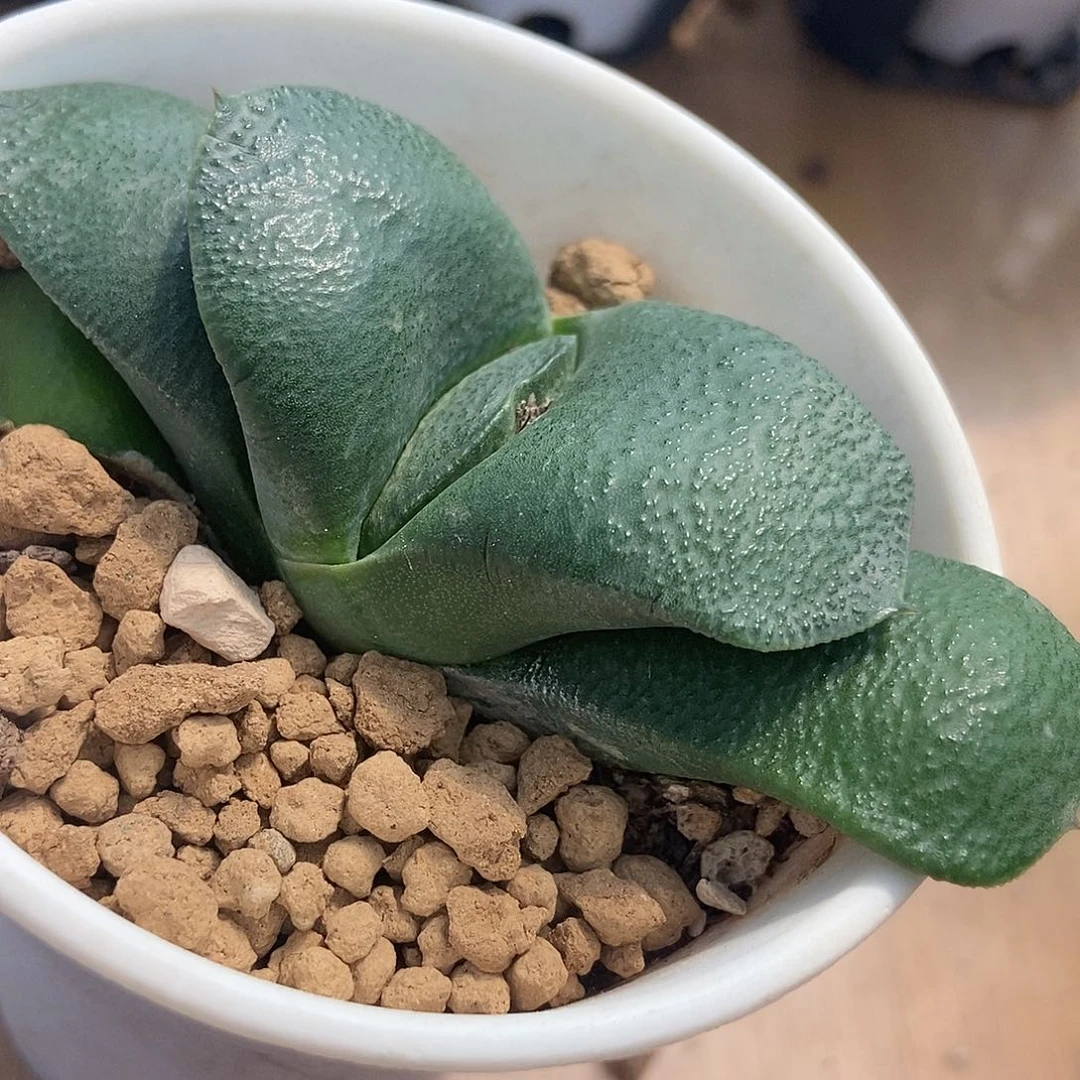 1026卧牛实生带盆发货