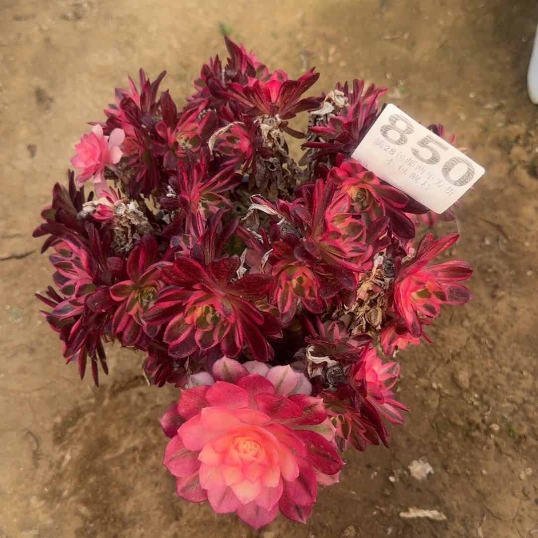 褚*芳850号玉滋母本清棚不包损