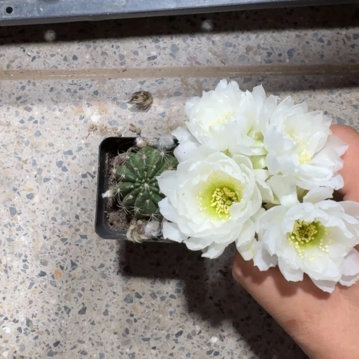 211丽花白牡丹根3公分带盆发货软，20包邮