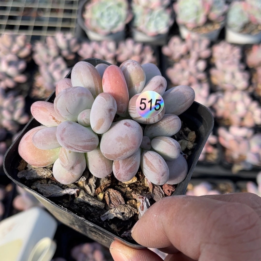 西瓜奶酪多肉植物