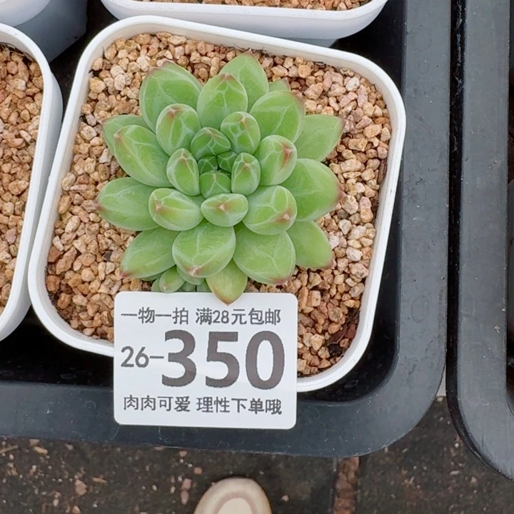 胖体青花瓷无盆土发货多
