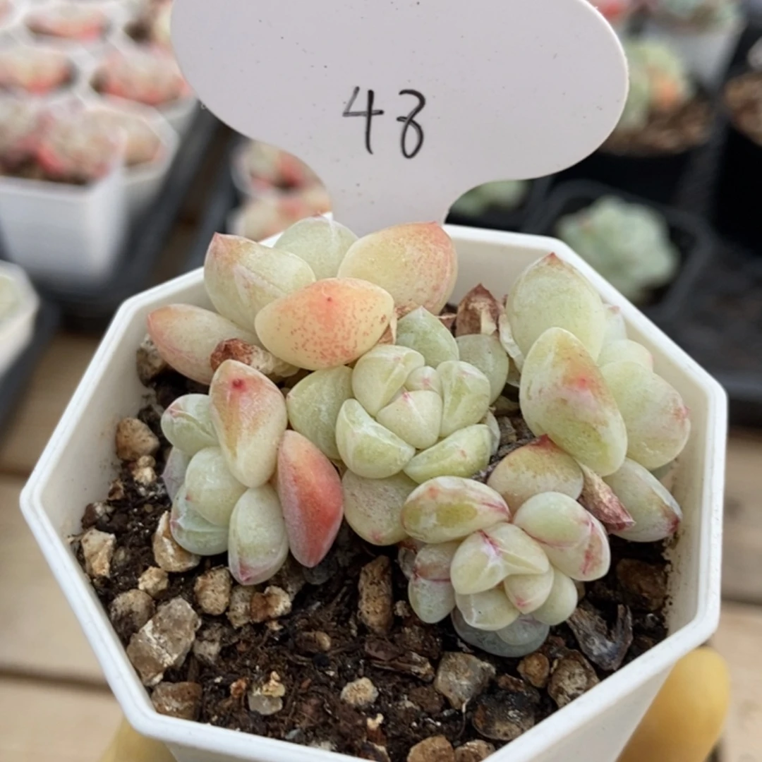 冰玉小脸胖体奶透