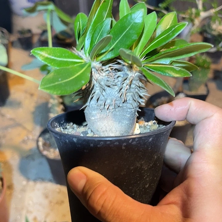 无花朵实生惠比大黑一物一拍