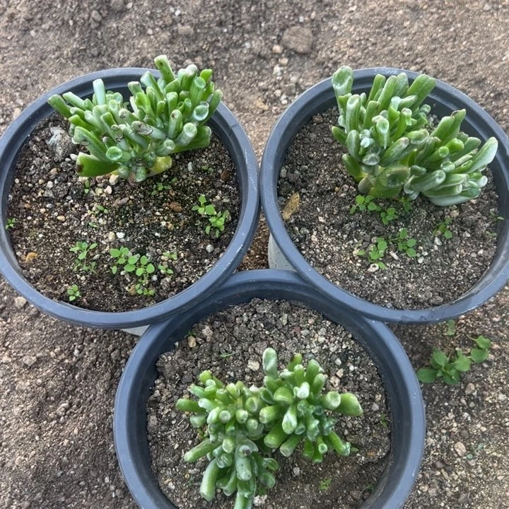 吸财树锦三颗组多肉植物量