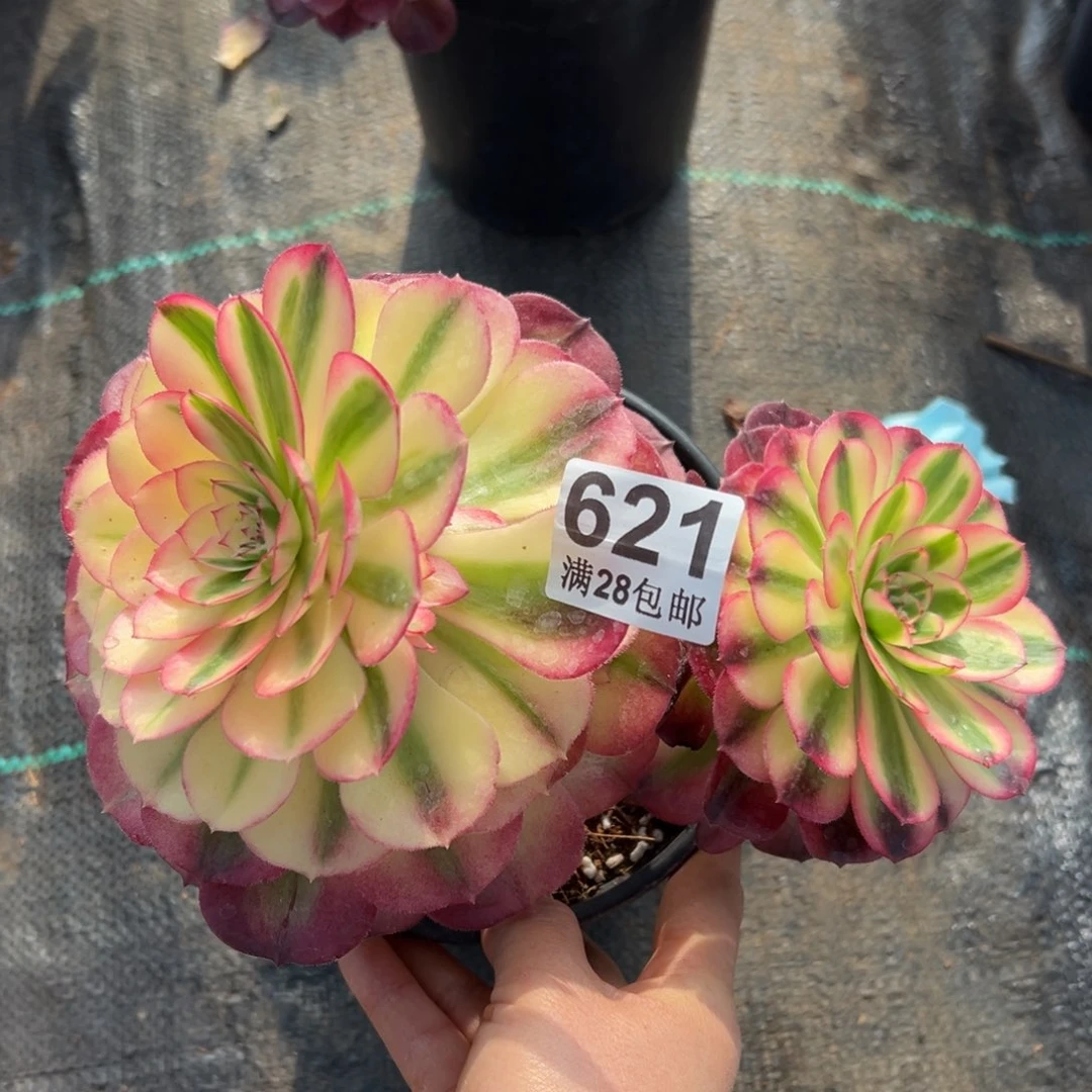 多肉植物621荔枝