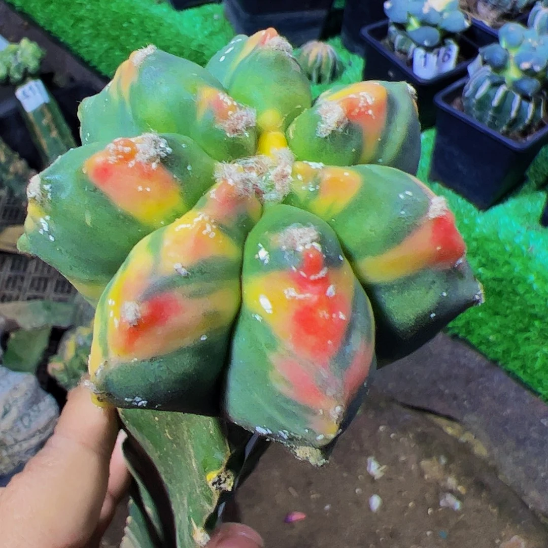 无花朵福利七棱鸾锦103