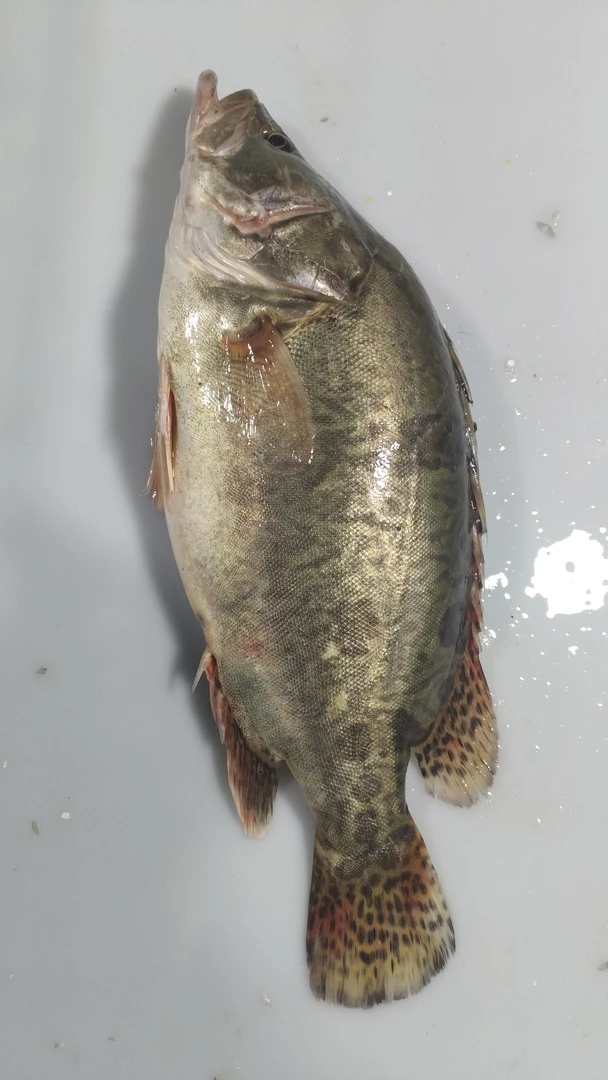 东北松花江野生奥花鱼生鲜食品不支持退换货