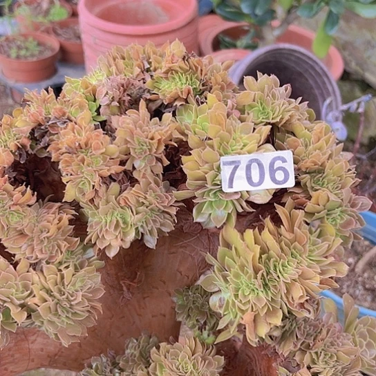 李***子多肉植物一个玫瑰追