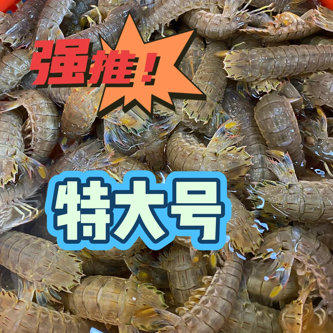 特大号虾爬子【渔跃水产】保鲜不保活