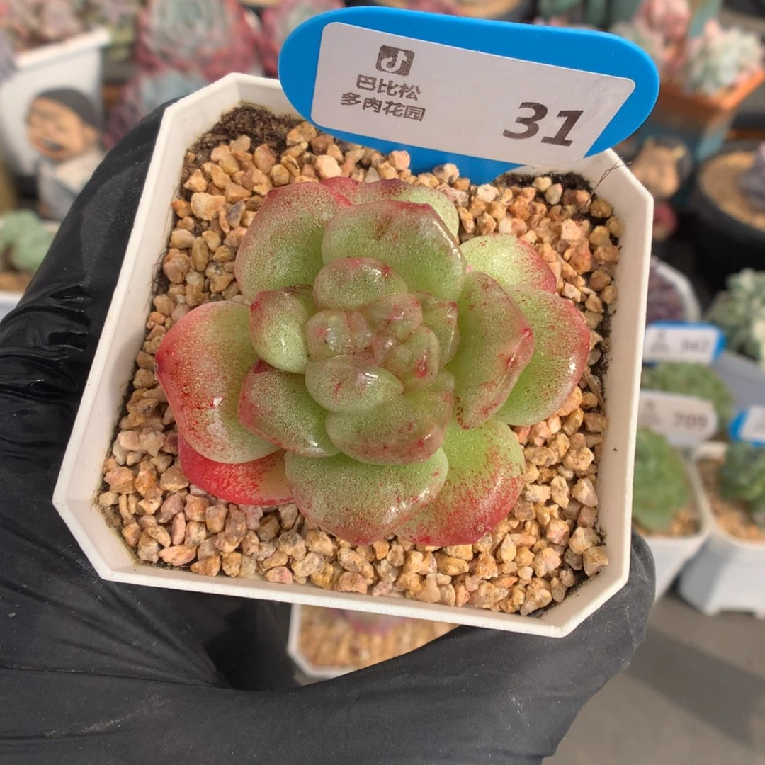 31 冰玉石化多肉多肉