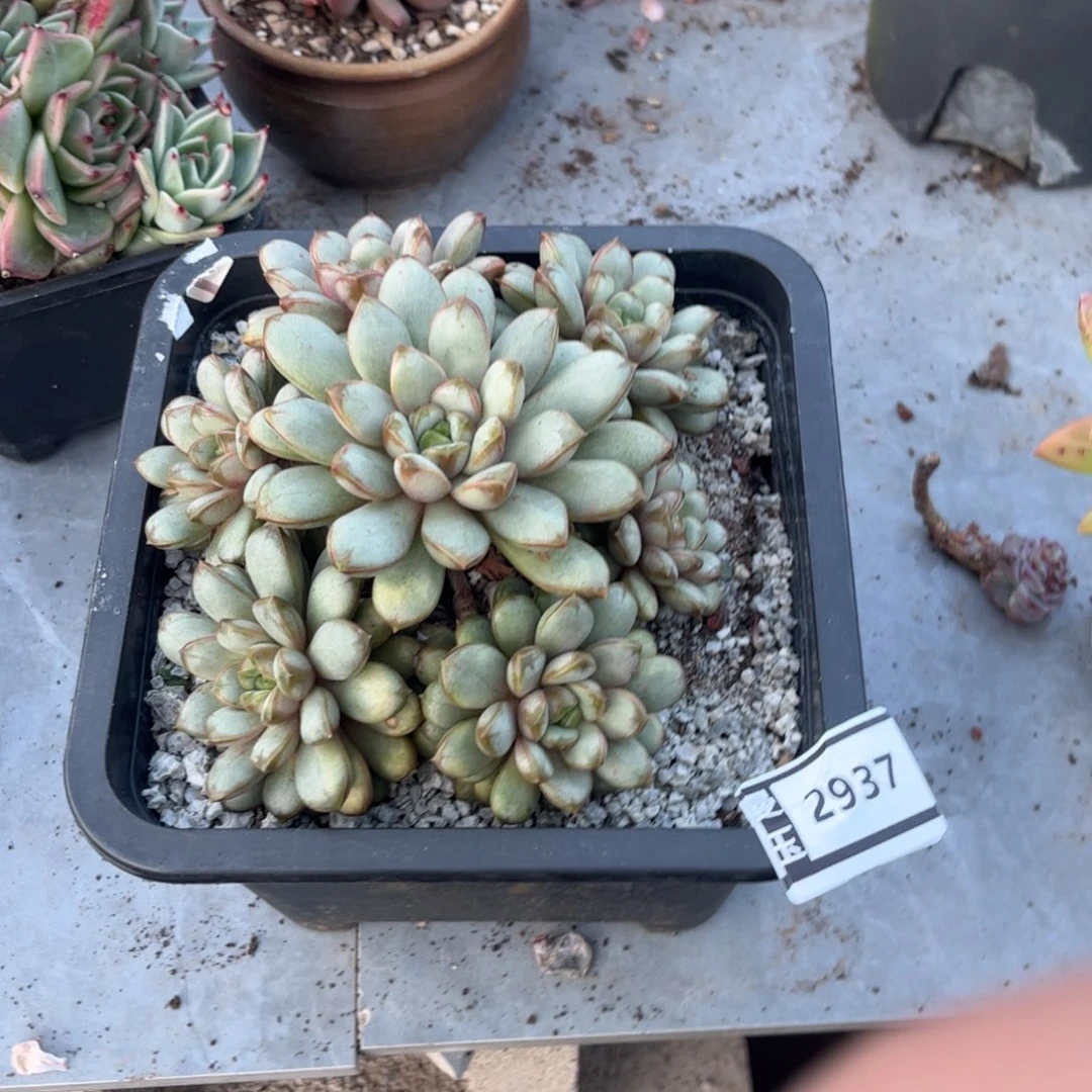 葡萄多肉植物2937