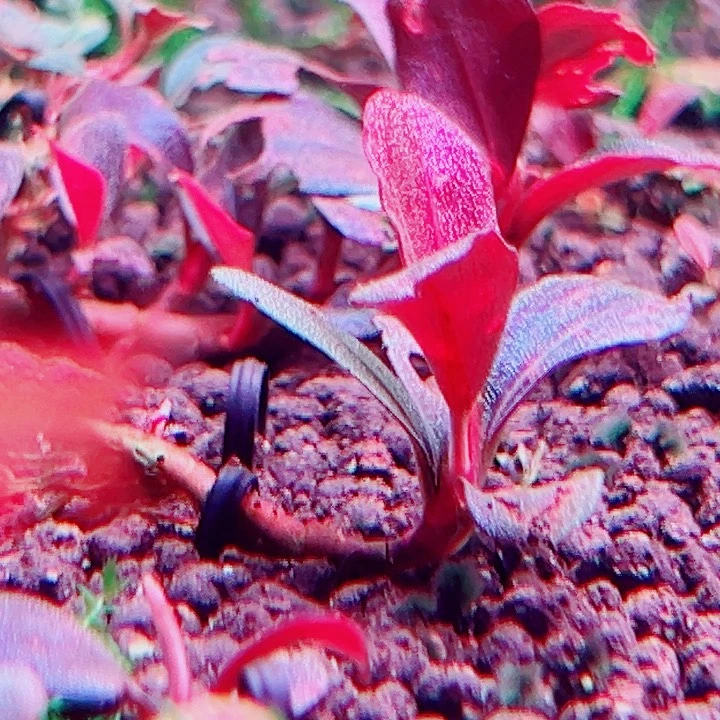 福利150号福利价植物一头（玄武