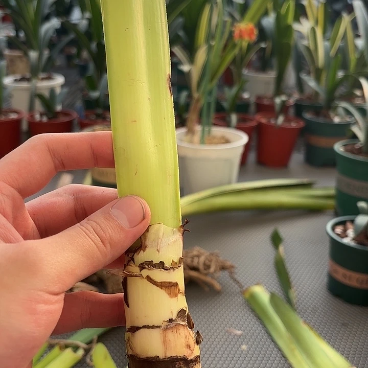 完全开放直播间一物一拍