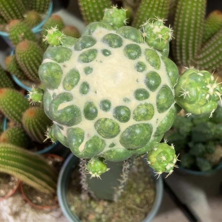 紫***梦仙人球无刺象牙袖蒲接