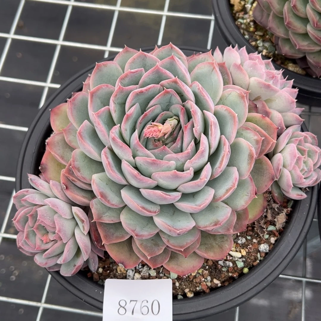 8760多肉多多多多多多