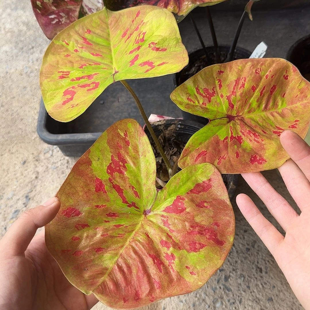 完全开放D074番茄炒蛋