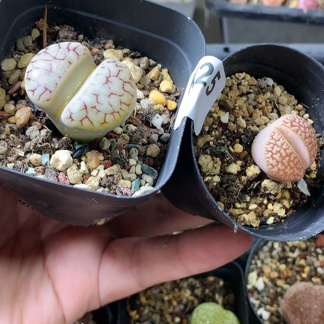 美*K25多肉植物保护