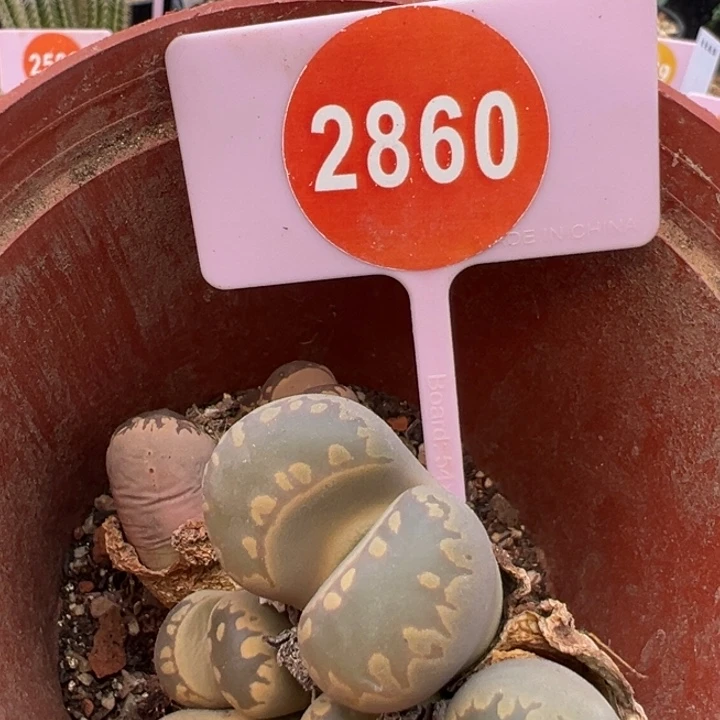 生石花2群8头2860