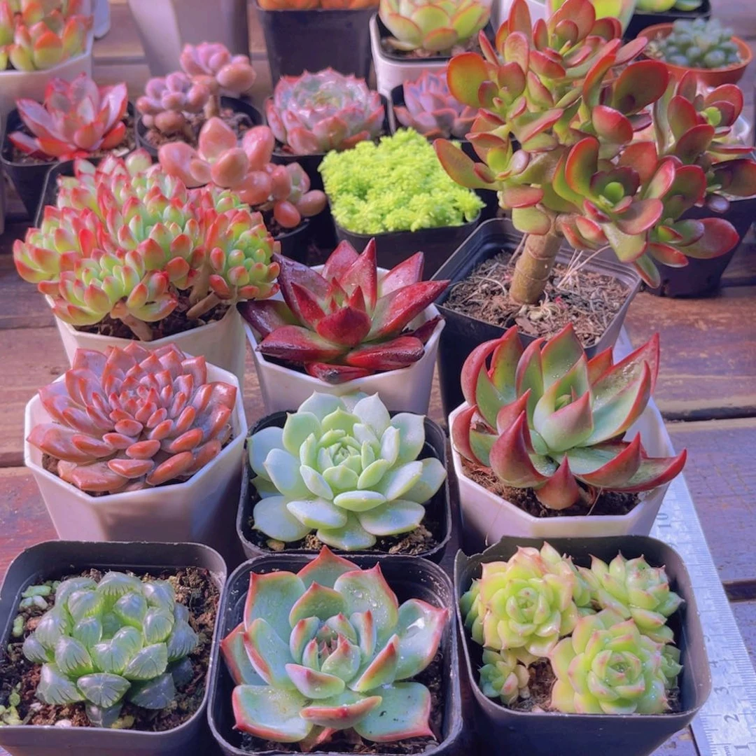 蓝苹果 罗卡 摇钱树新品 星星橙 静夜 惊鸿 冰灯吉娃娃麦秆