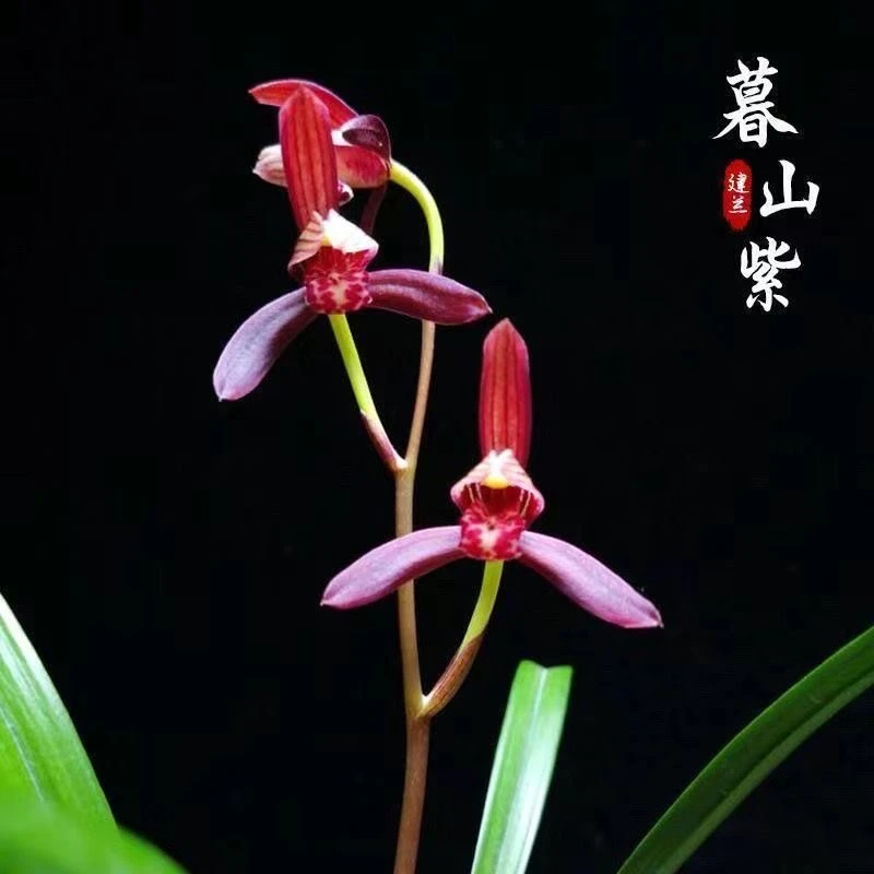 【暮山紫】专拍 建兰浓香型兰花苗