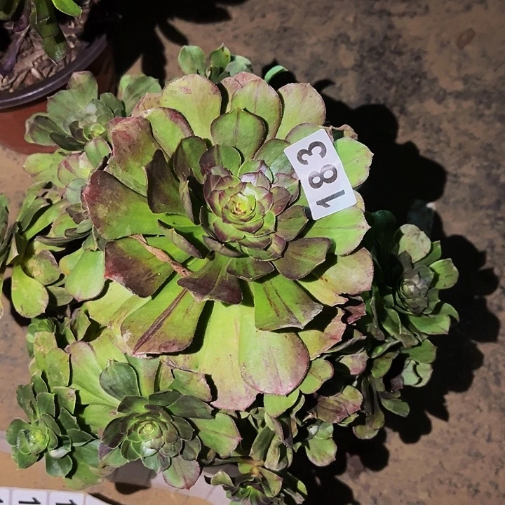 183花月夜多肉植物不售后