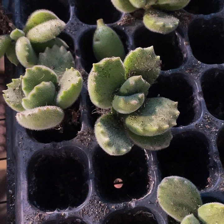 小绿熊1元带土发