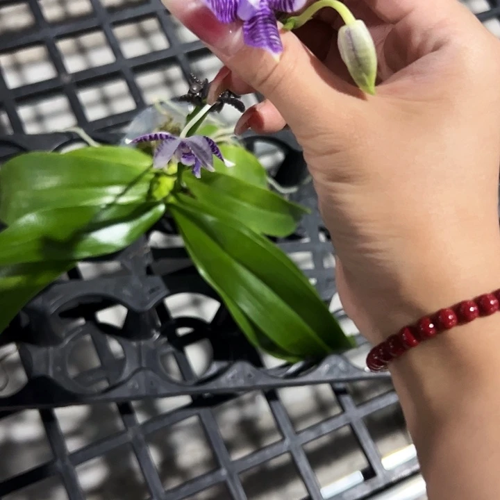 胸***锤不开花植物柳林2.5