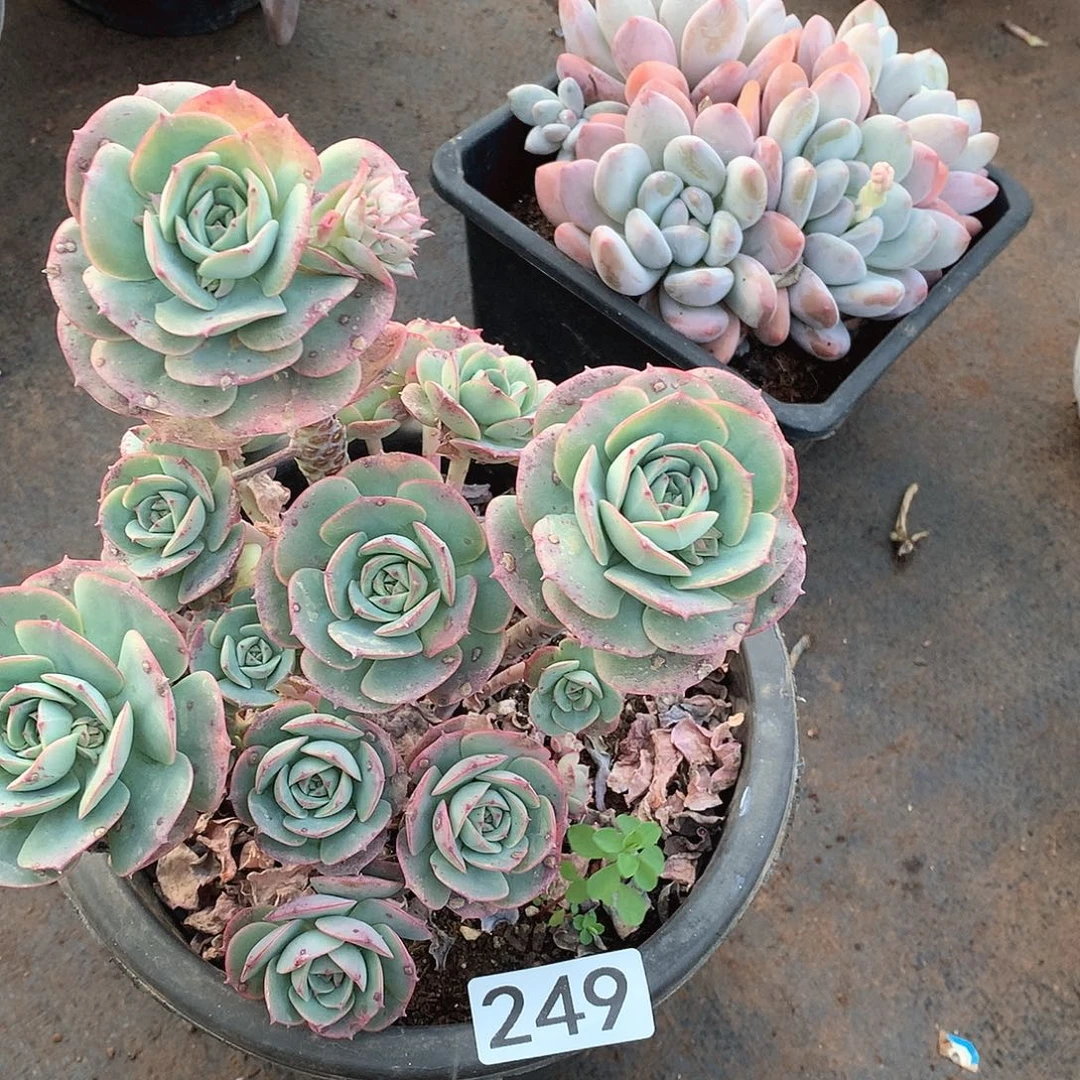 249克罗地亚一物一拍多肉