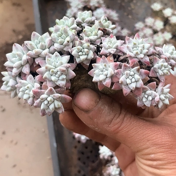 好*?仙女杯多肉植物