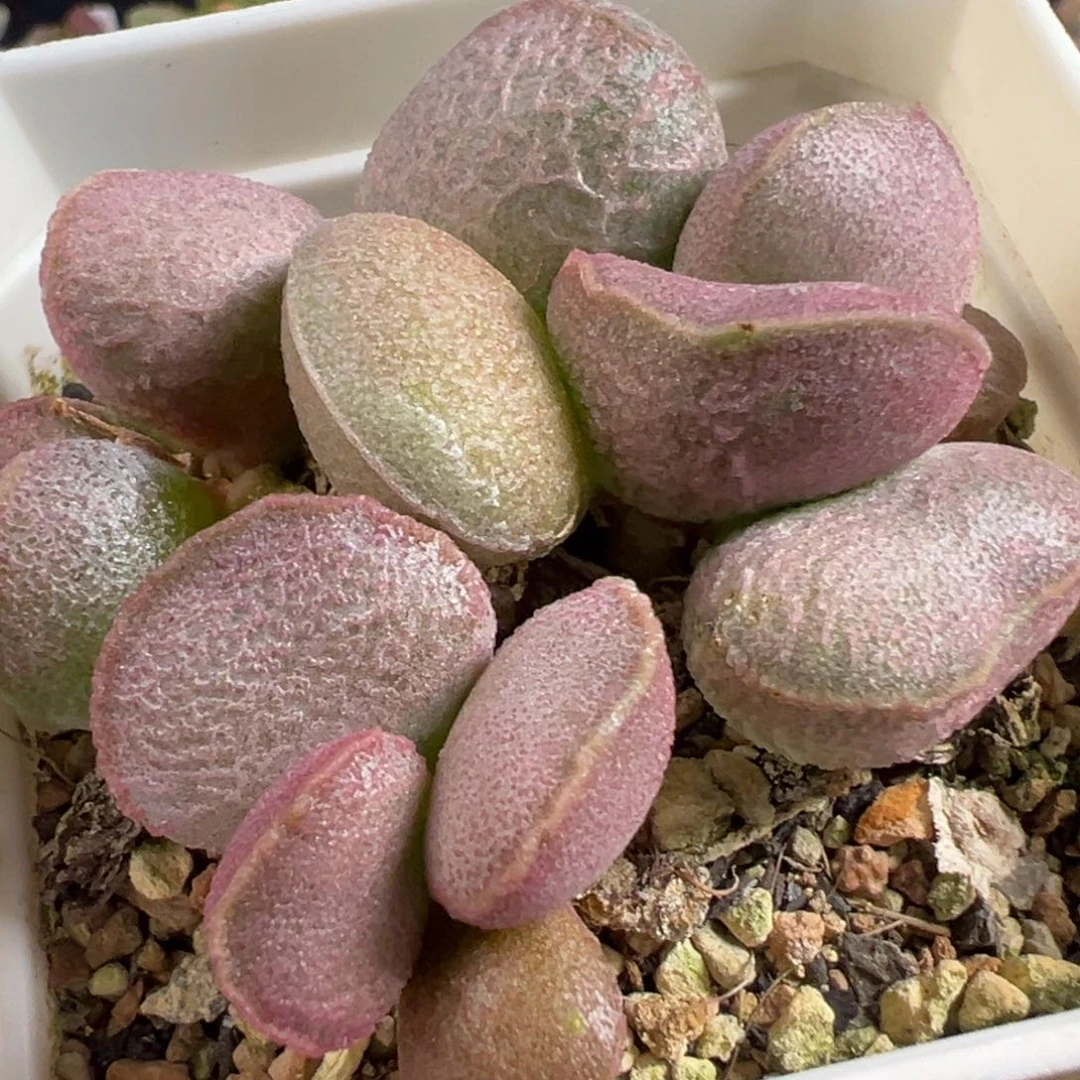 无花朵特价粉姬不确定是不是一颗多头纯木质桩