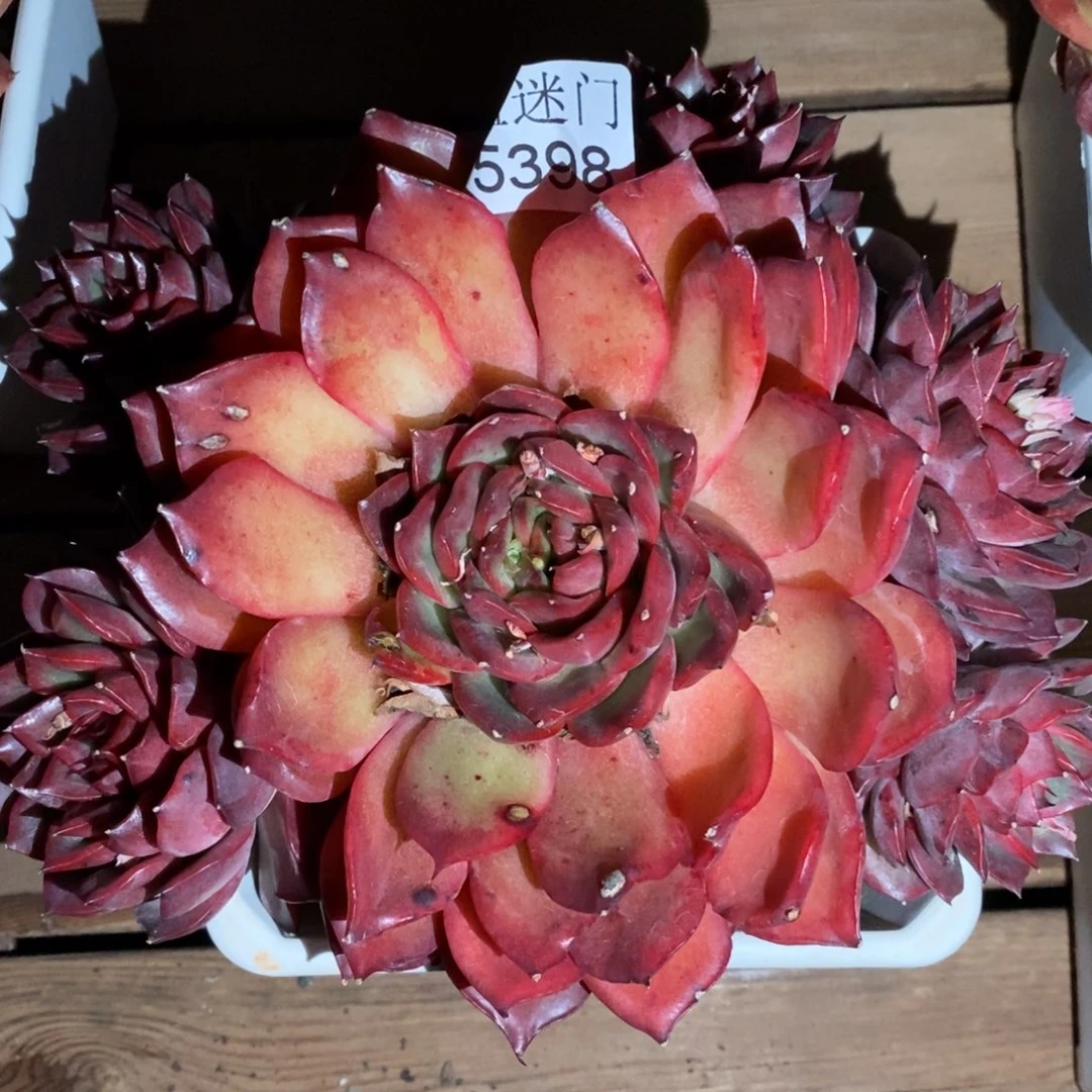 彭*虎杂交精品多肉5398~15厘米