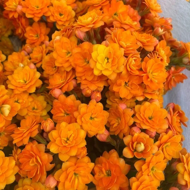 长寿花园～【索尔丹打顶苗】130大盆