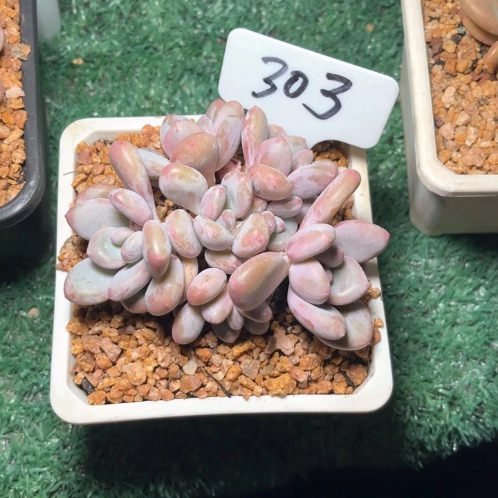 三明治303号码牌子的话
