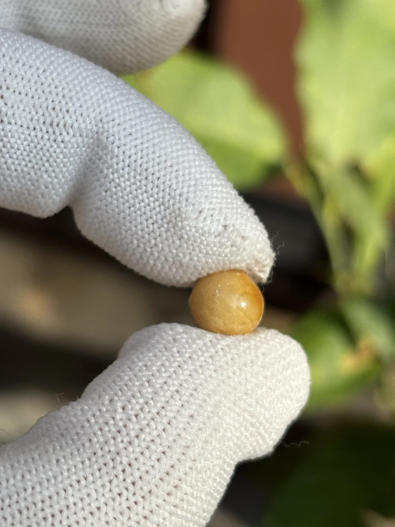 5172天然蜜蜡琥珀圆珠8.9mm
