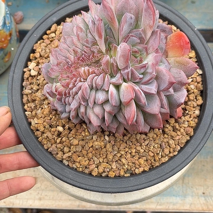 多肉植物一物一拍