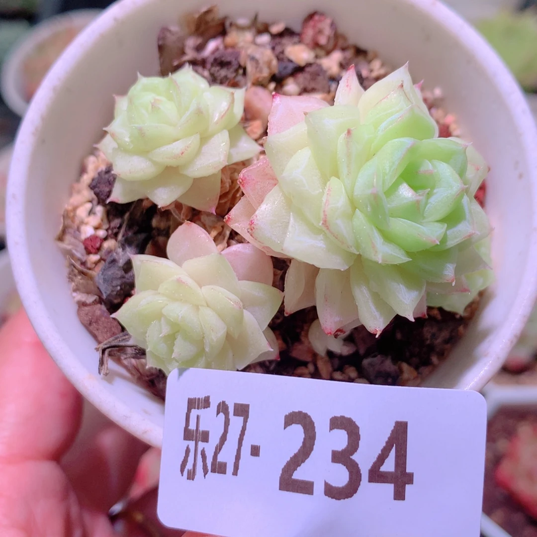 乐然27-234 白天鹅群