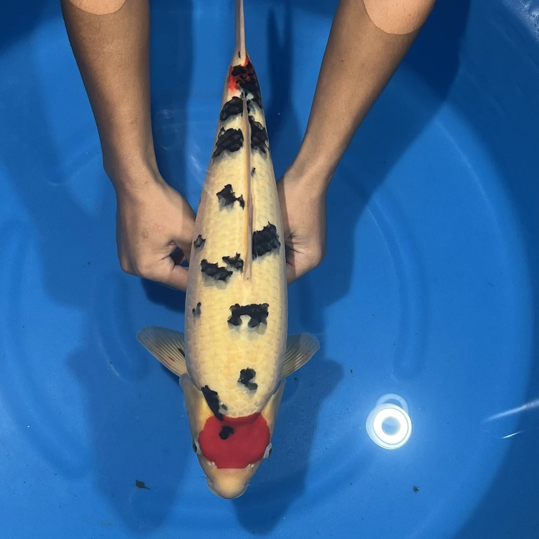 阪井出品丹三锦鲤母（Dior潘）专拍