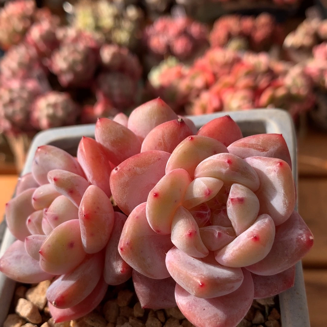 星影一物一拍 017