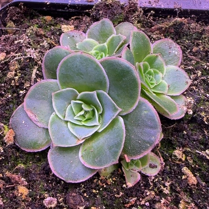 新品群5厘米15353535686853