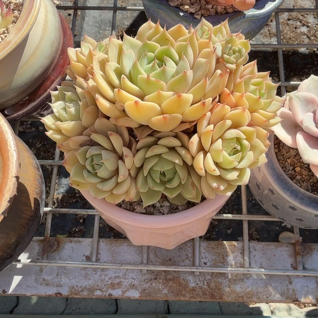 黄金笨吧帝斯多肉植物