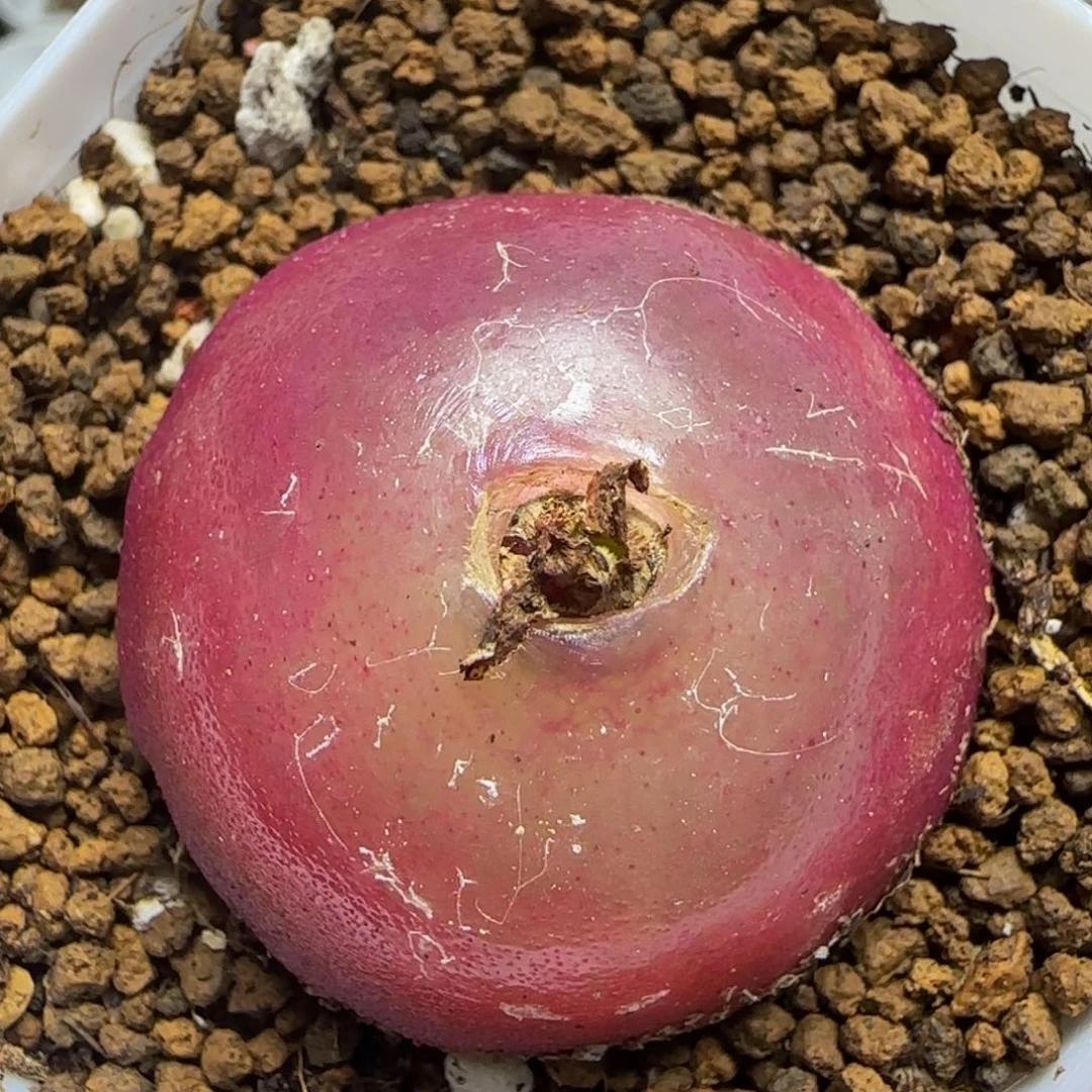 红灯泡3.9+多肉286