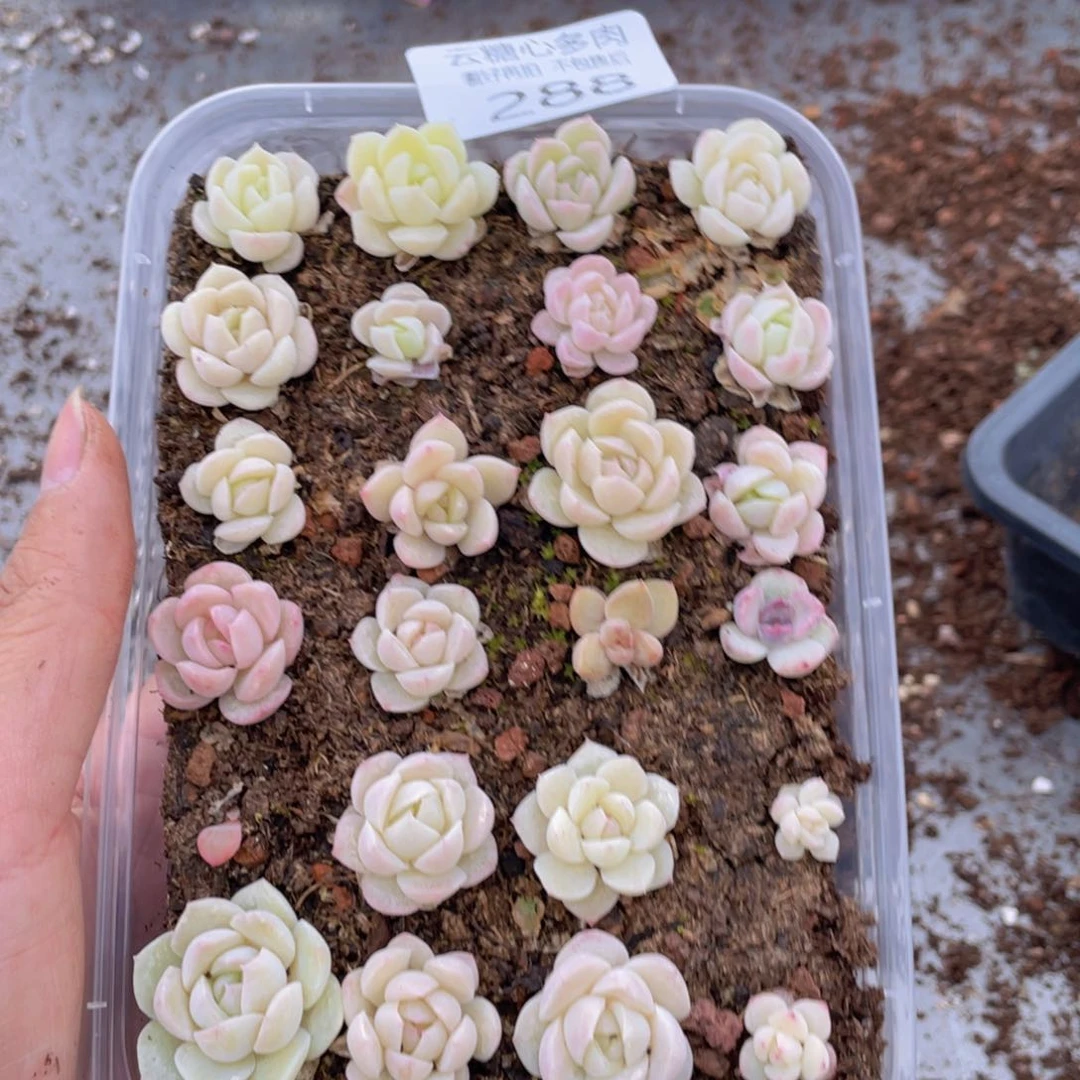 云糖心多肉植物288