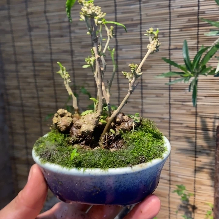 C*退款拉黑一物一拍180