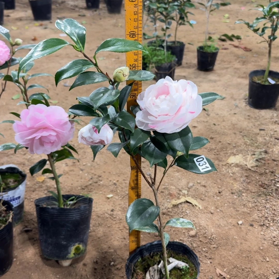 少量花朵（建议范围：2朵-5朵 或40%以下）031白乔