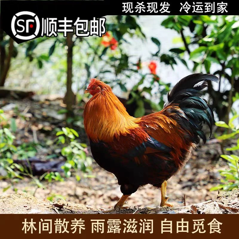 顺丰包邮散养土公鸡带内脏肉质鲜嫩林间溜达鸡杀好